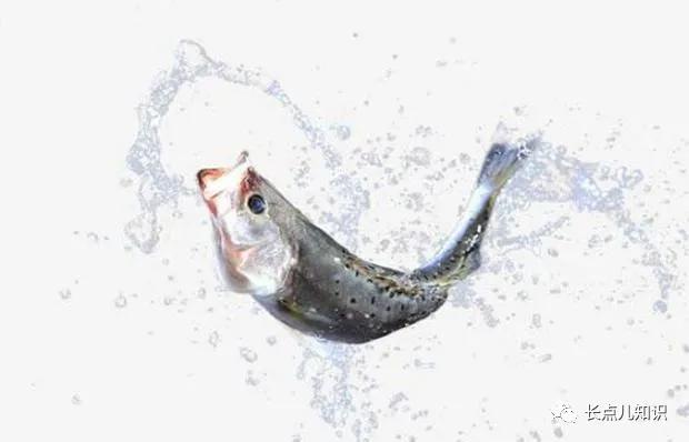 世界十大最贵的鱼 2025年世界十大最贵的鱼翅 世界十大最贵的鱼 2025年世界十大最贵的鱼翅