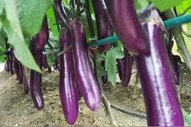 农村种植茄子，除了施肥浇水外，有2个技巧不需花钱又可增产图片
