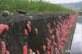 福寿螺在中国人人喊打，吃货也不敢吃，在日本却被当做宝贝图片