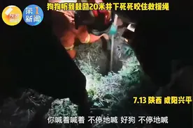 热搜！​咸阳这场对狗狗的救援，感动全网图片