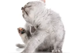 猫咪，狗子耳朵痒，里面脏，都是外耳炎惹的祸图片