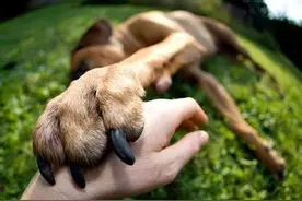 狗狗舔这6个地方是告诉你，有事要发生了图片