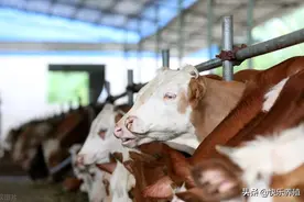 如何成为养牛大户？新手养牛发展之路图片