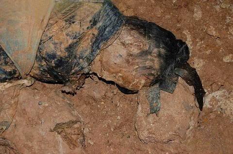 四川南充百年清朝古尸事件,哪些发生过的怪异的事情,至今未解 - 冷