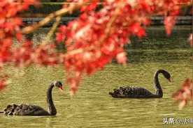 黑天鹅喂锦鲤：也许是个误会图片