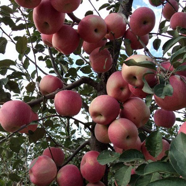 开春果园施肥，为什么必须补氮肥，而尿素却千万不能撒？