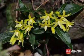 以“深圳”命名的植物又上新了！这次是一种稀少的蕨类，长这样图片