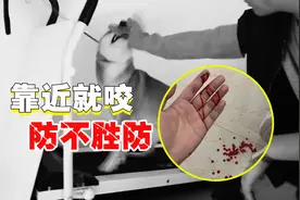 4岁柴犬桀骜不驯，连主人也被它咬伤，还有得救吗？图片