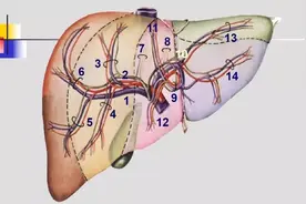 肝脏经典血管解剖图片