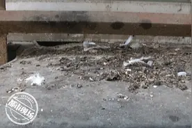 南昌：居民楼里养鸽子，鸽子毛、粪便到处都是，邻居都不敢开窗了图片