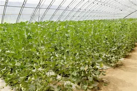 阎良瓜菜地里的生态农业 这关中“黑佩奇”长啥样?图片