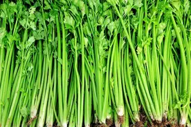 包芹菜馅饺子，处理芹菜是关键，掌握“3要点”，饺子味浓馅香图片