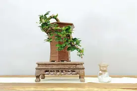 超美小叶福建茶，盆景图片