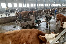 种500亩草、养200头牛、年收益近260多万、带动40多农户养牛创富图片