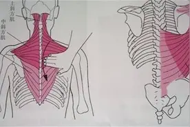中医健康养生之腰椎棘突及骶中嵴的触诊图片
