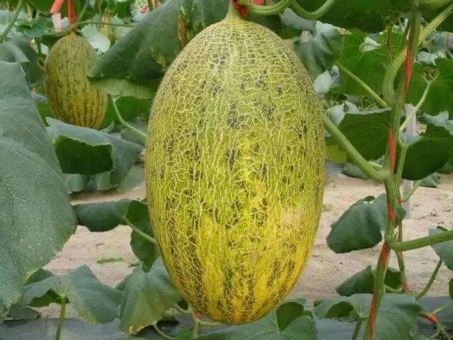 海南的水果上市时间表你知道有什么水果吗？