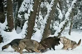 极度恐慌:有关狼的往事图片