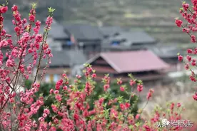 【请你欣赏】桃李争艳春意浓图片