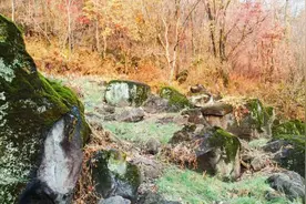 深秋山林静，处处秋果鲜！长白山深处的山地里竟藏着红红的宝贝图片