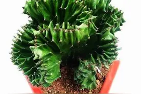 有镇宅寓意的植物玉麒麟 日常该怎么养护？图片