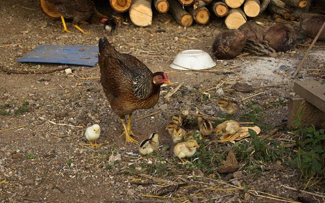 什么是小鸡开口药?怎样选择才正确?