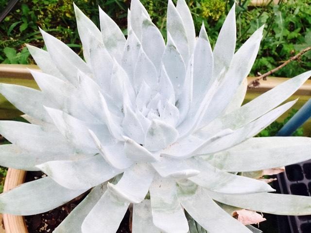 仙女杯属多肉中的大型品种雪山,叶片洁白自带仙气,媲美广寒宫