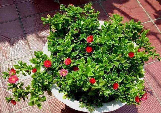 这花好养程度似绿萝,养了半年枝头冒红花,数量多花期长真没想到