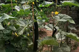 燕南赵北金束鹿·看咱们辛集市农村人的庭院图片