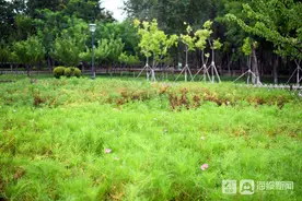 东营网红打卡地 | 美丽的森林乐园图片