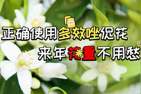 正确使用多效唑促花，来年花量不用愁视频封面
