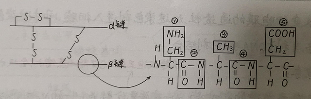 有关蛋白质的相关计算