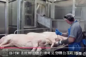 美国全自动机械化杀猪，一天能杀几万头，猪还没反应过来就死了图片