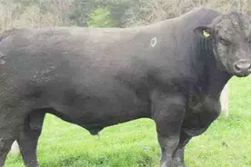 堪称澳洲最贵的牛肉，5348元一公斤，农场主：我们用巧克力来喂牛视频封面