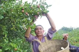 摘油茶籽歌图片