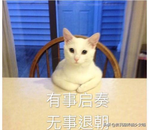 猫不理我怎么办