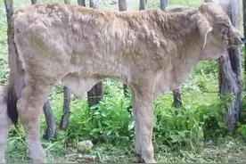 牛结节性传染病从西南传到内地，肉牛养殖户又要遭劫了图片