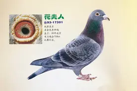 幼鸽的早熟训练法图片