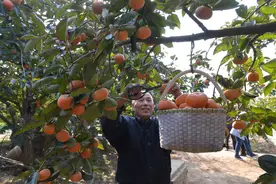 种8亩柿子，挂果就滞销，去世母亲“托梦”指点，3个月赚10万图片