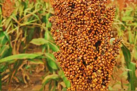 新视野大学英语第一册课文2英汉对照图片