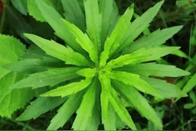 令人痛恨的野草居然是“牙疼草”，蓬蓬草，咋就成了中药材了？图片