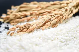 端午节吃粽子，为啥你包的粽子不好吃？原来是糯米没选对图片