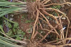 导致兰花叶尖发黄黑枯的“六过”图片