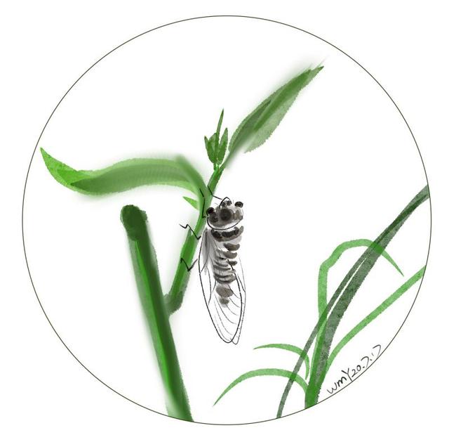 蜩鸣怎么念（知了知了）