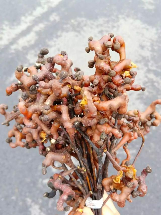 秋风吻尽银杏叶，艳遇醉美帽子峰