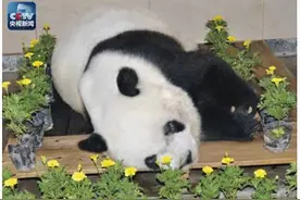 登上纽约时代广场、红遍全球，这只大熊猫是一代人的回忆图片