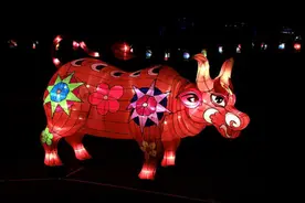 2021辛丑寡妇年，俗语“寡年遇上牛，瓮里米生虫”，啥意思？图片