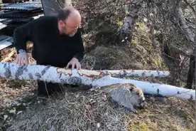 “基建狂魔”河狸，为什么经常被自己咬断的大树砸死？图片