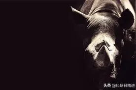 Cell丨中外30家科研单位合作揭示了犀牛近亲繁殖现状图片