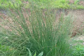 有一种野草，过去用它做蜡烛芯，如今当药材种植百元一斤图片