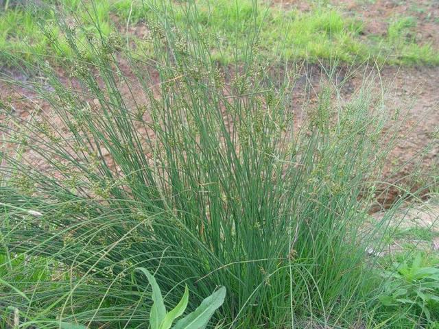 蜡烛芯用啥能代替（有一种野草）